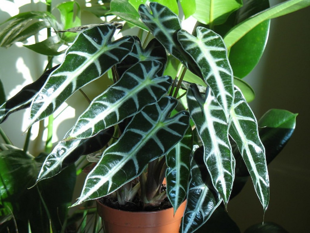 Alocasia