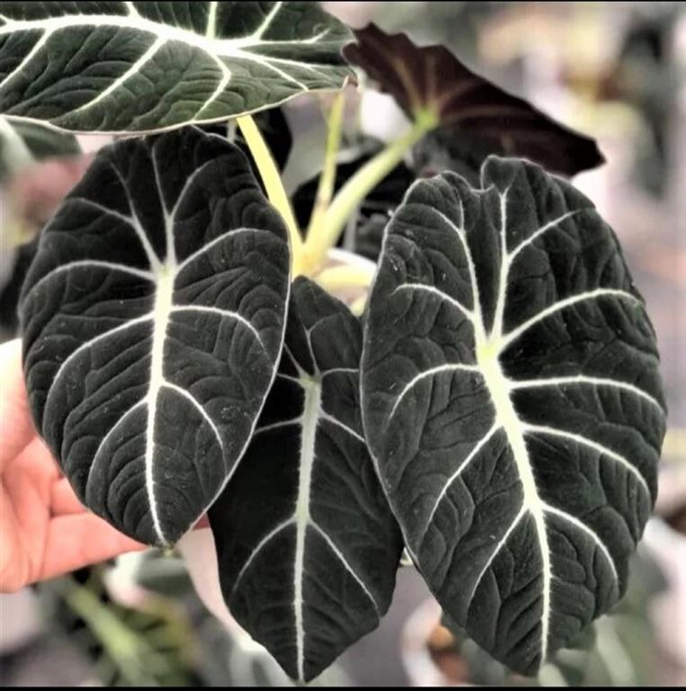 Alocasia Black Velvet (Medium)
