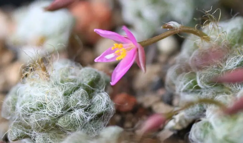 Anacampseros_namaquensis
