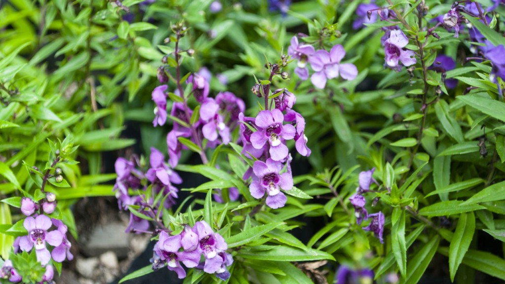 Angelonia-angustifolia_52