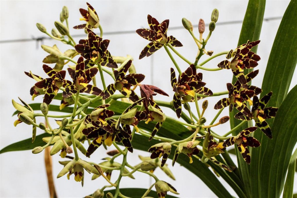 Características e cuidados da Orquídea-leopardo (Ansellia africana) -  PlantaSonya - O seu blog sobre cultivo de plantas e flores