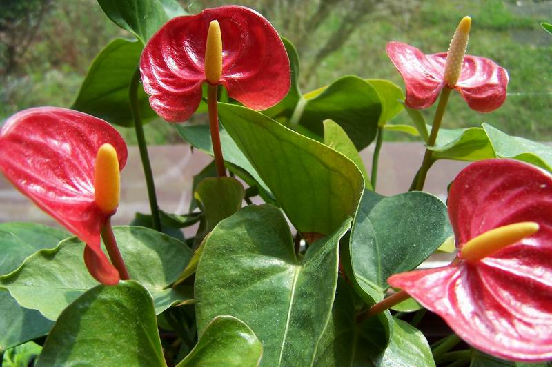 Anthurium andraeanum