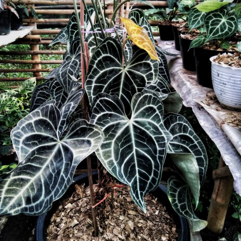 Anthurium clarinervium6