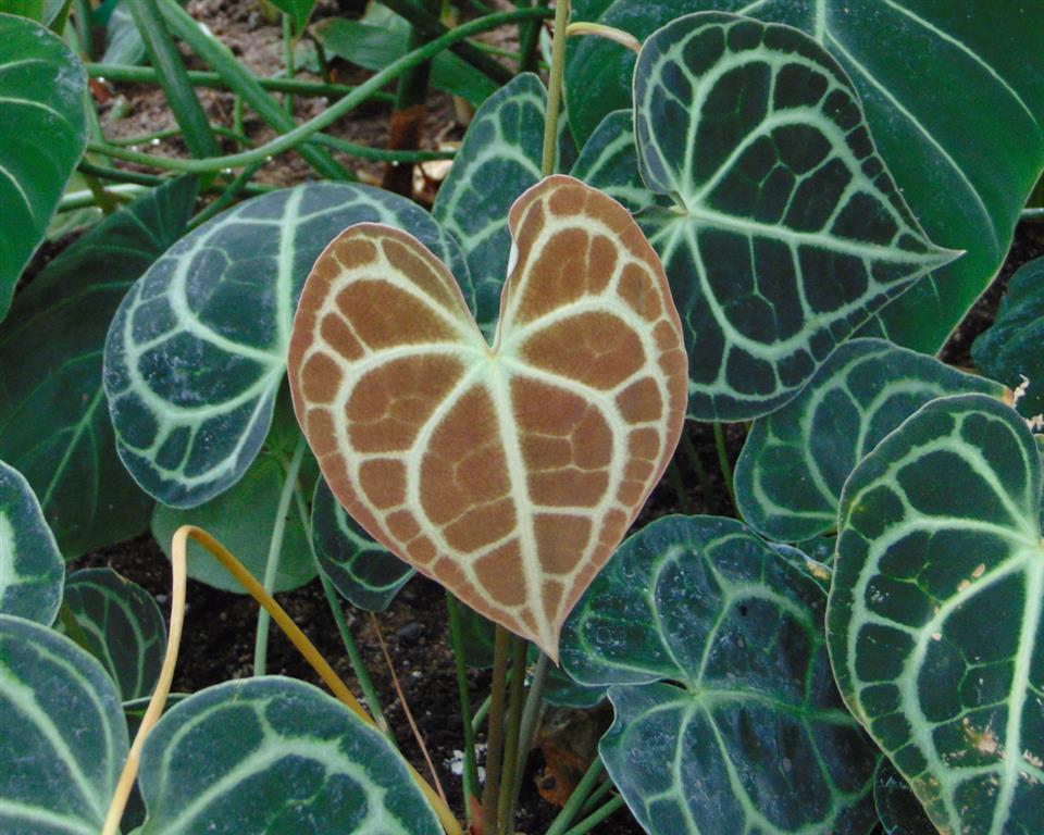 Anthurium_clarinervium 