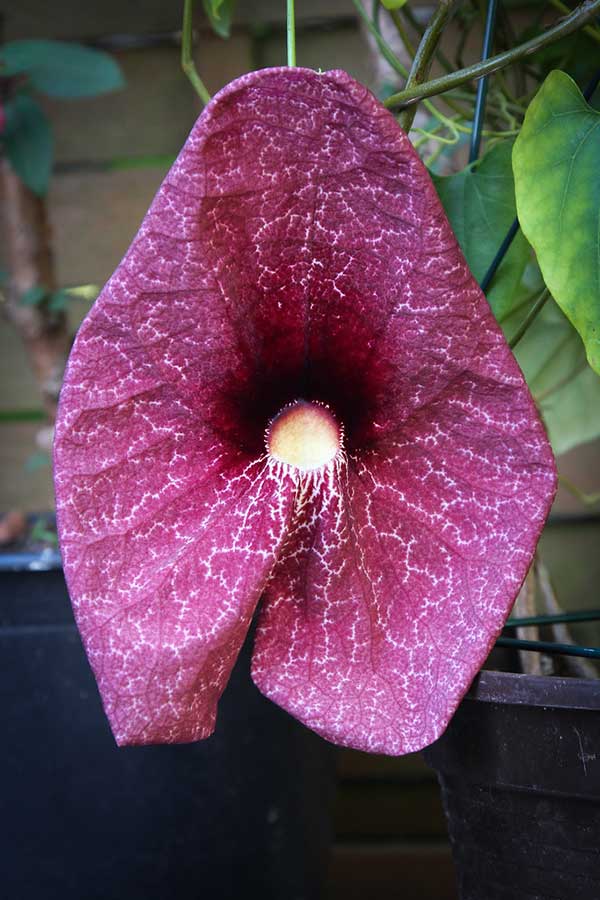 Aristolochia-grandiflora-2