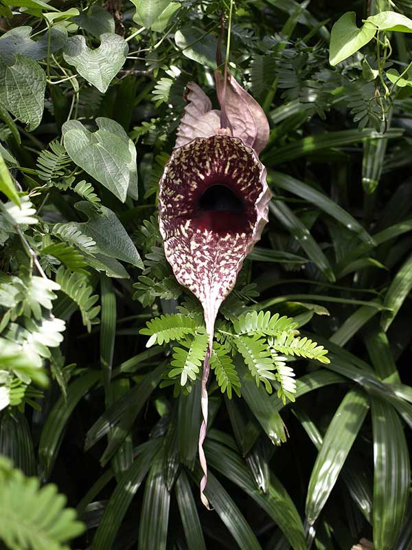 Aristolochia-grandiflora