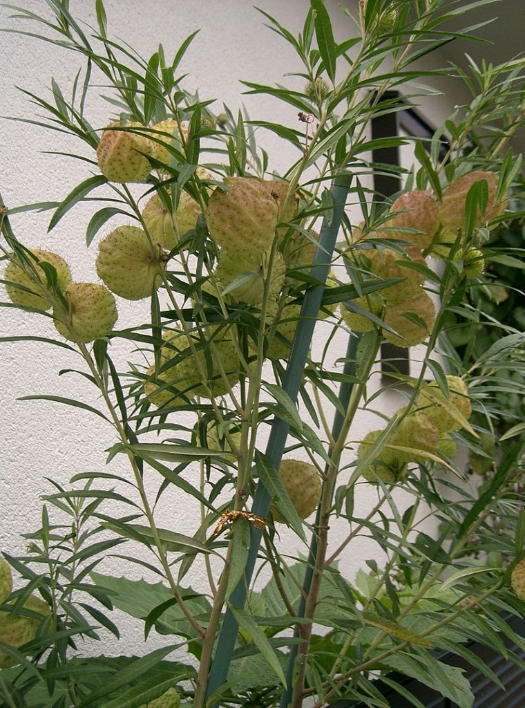 Asclepias physocarpa