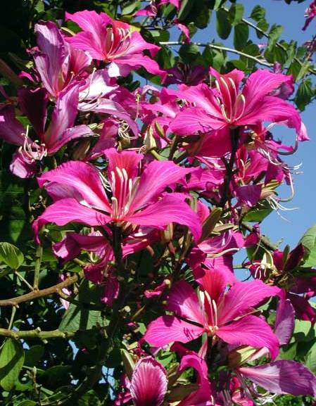 Bauhinia blakeana