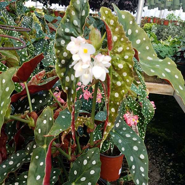 Aprenda a cultivar a Begônia maculada - PlantaSonya - O seu blog sobre  cultivo de plantas e flores