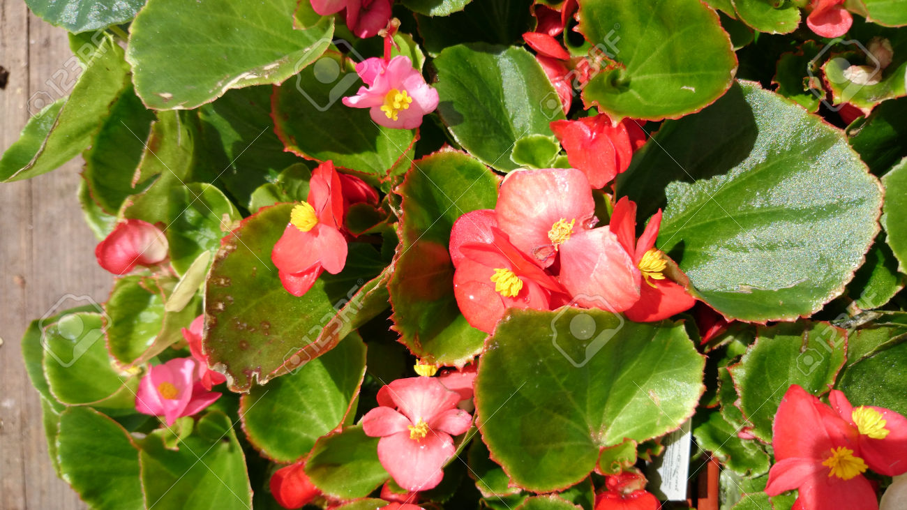Cuidados indispensáveis das Begônias - PlantaSonya - O seu blog sobre  cultivo de plantas e flores
