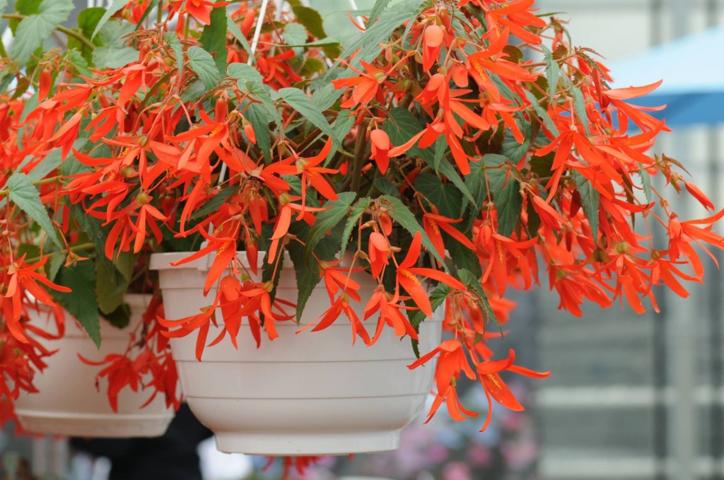 Begonia boliviensis2