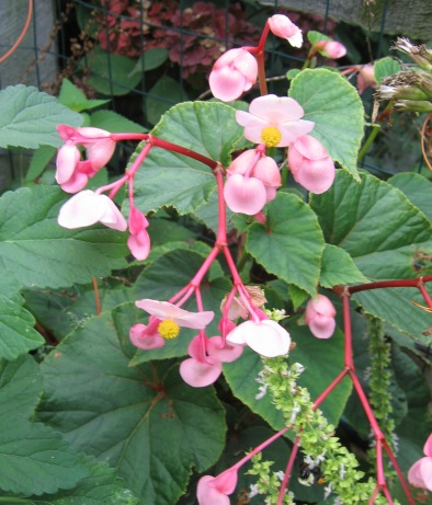 Saiba cultivar Begônias - PlantaSonya - O seu blog sobre cultivo de plantas  e flores