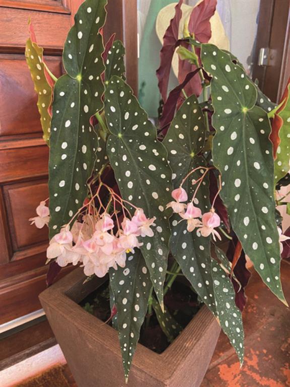 Begonia maculata