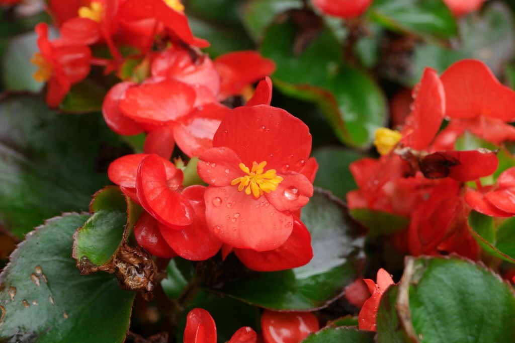 Begonia × semperflorens-cultorum