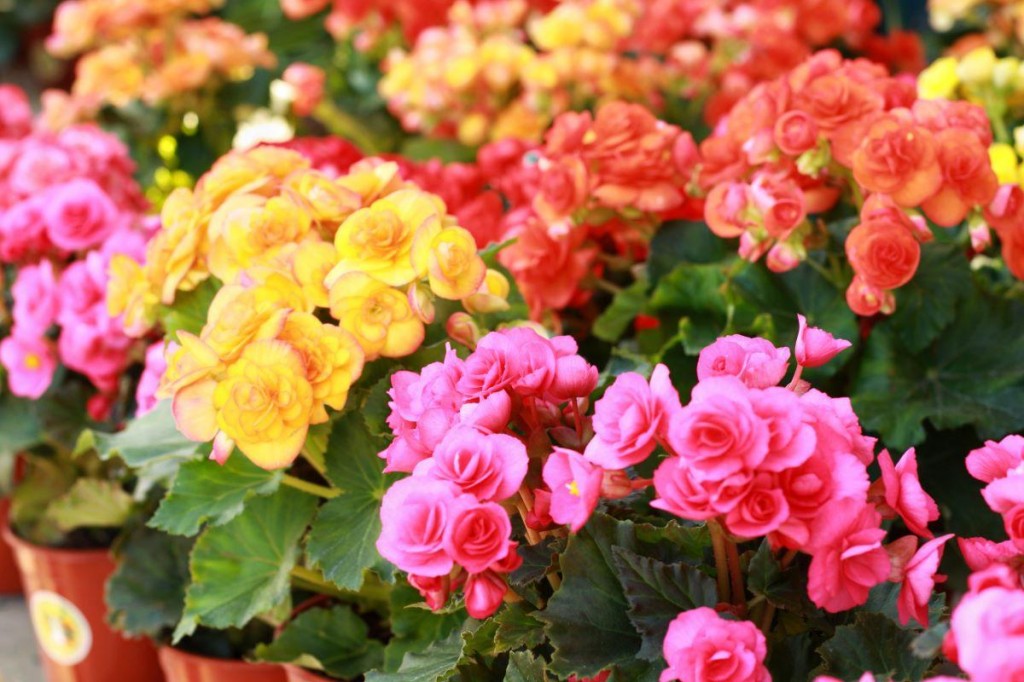 Begonias