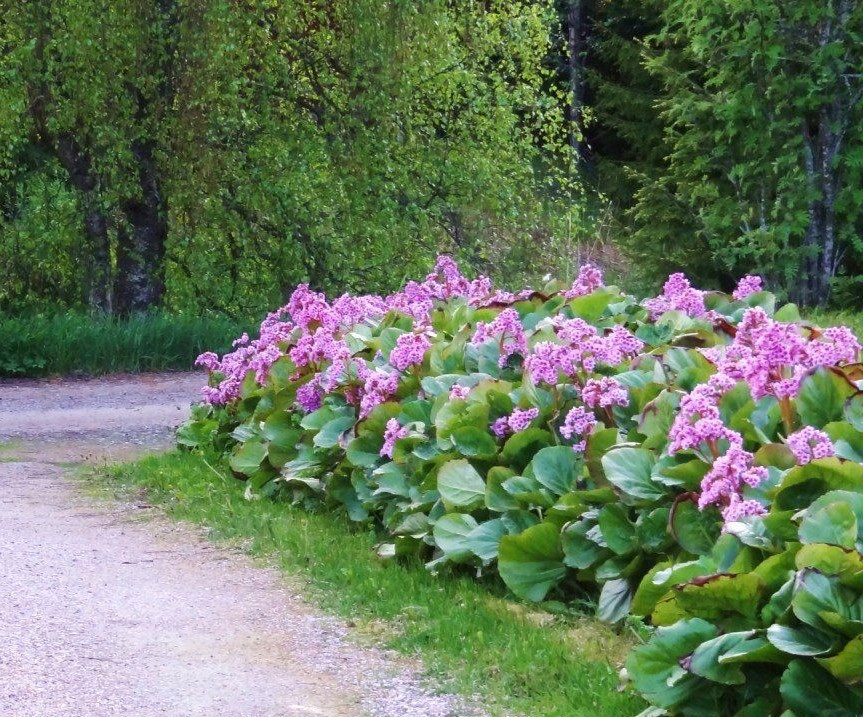 Bergenia cordifolia3