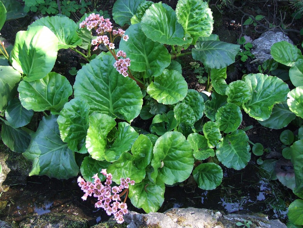 Bergenia_crassifolia_a1