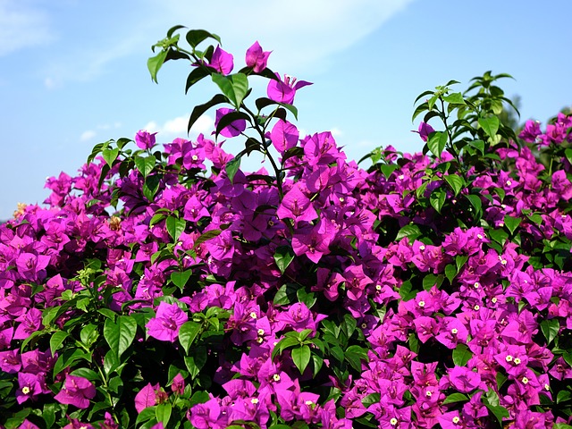 Bougainvillea spp.