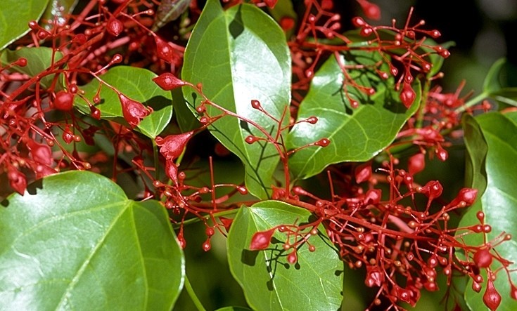 Brachychiton acerifolius