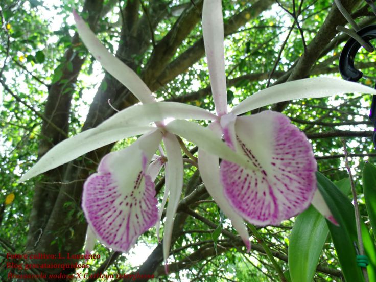 Brassavola nodosa X Cattleya interglossa