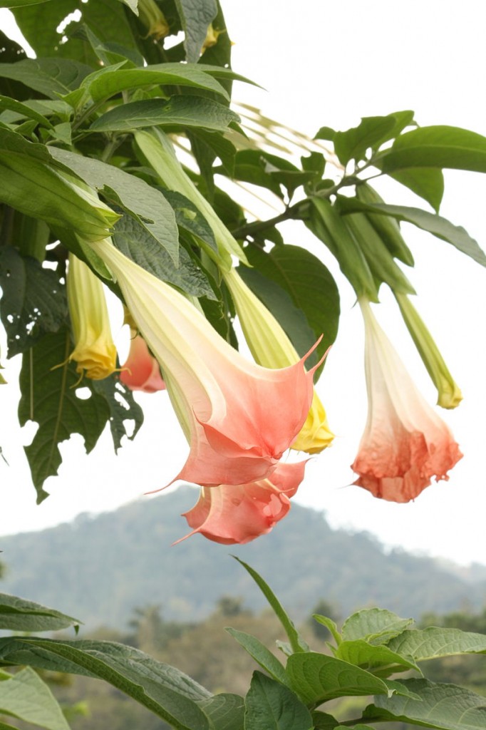 Brugmansia suaveolens4