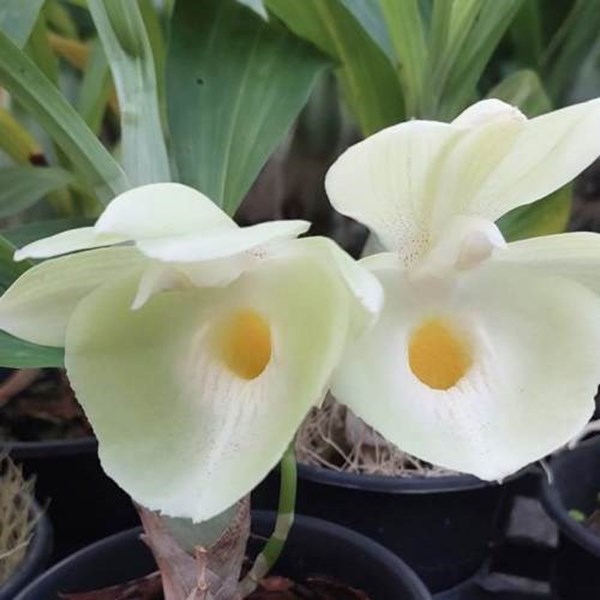 CATASETUM PILEATUM