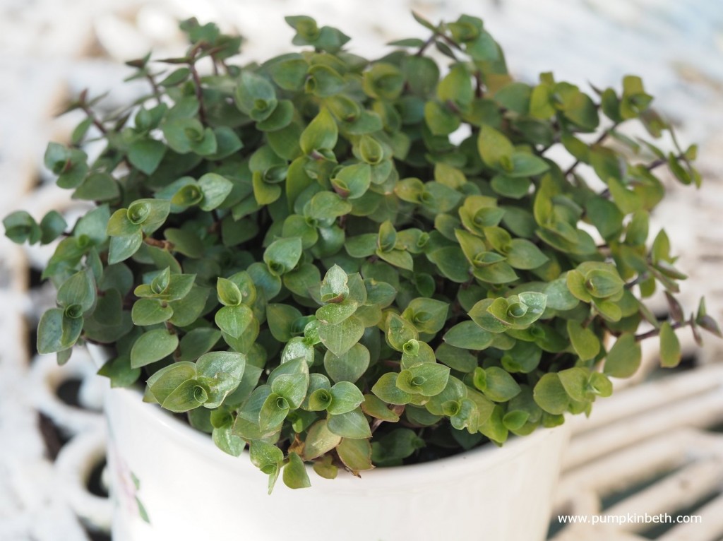 Callisia repens1