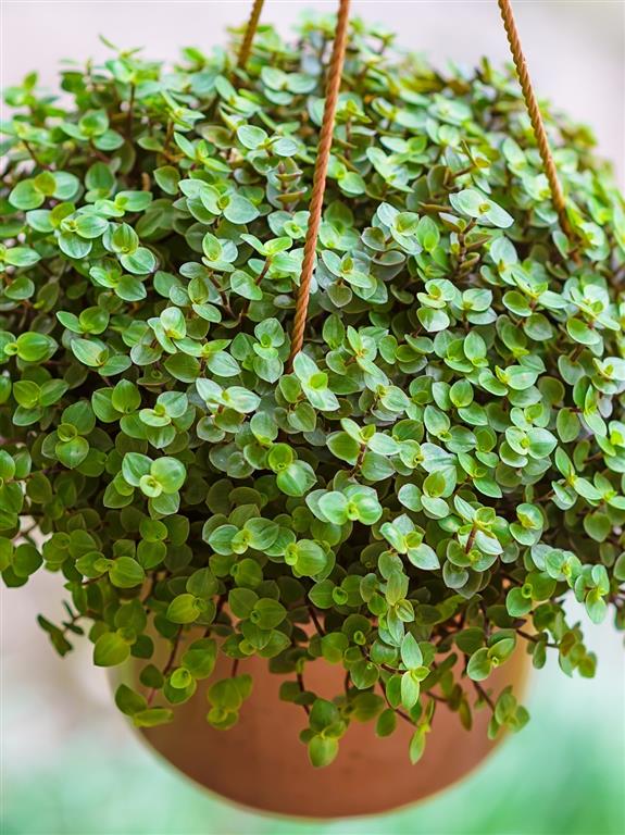 Callisia repens4 (Medium)