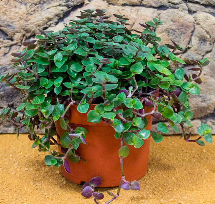Callisia repens6