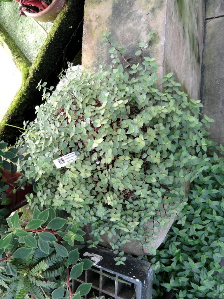 Callisia_repens