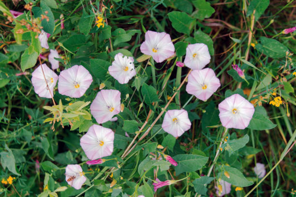 Calystegia sepium 5