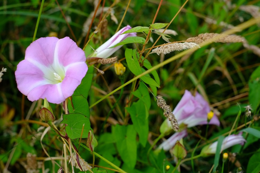 Calystegia sepium1