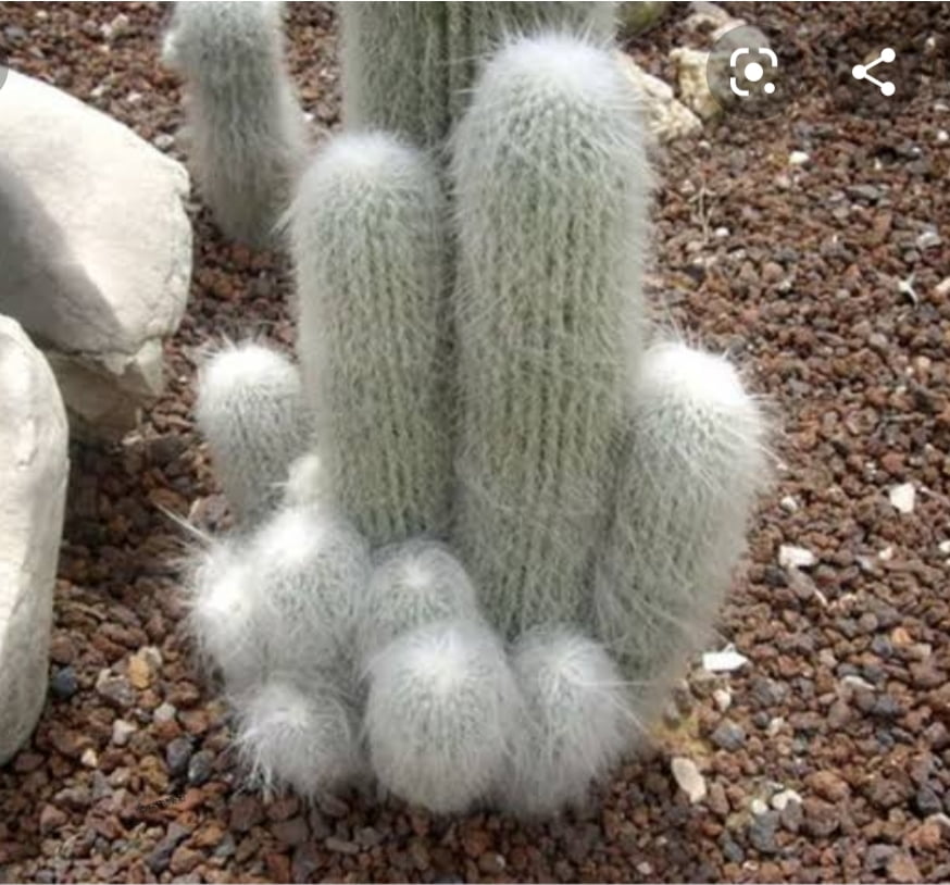 Cephalocereus senilis