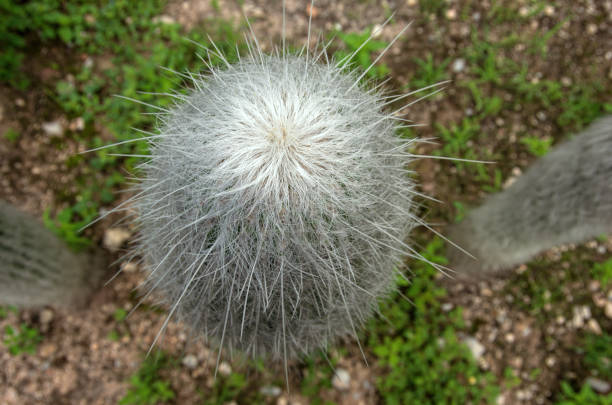 Cephalocereus senilis1