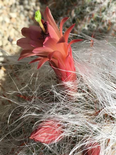 Cephalocereus senilis