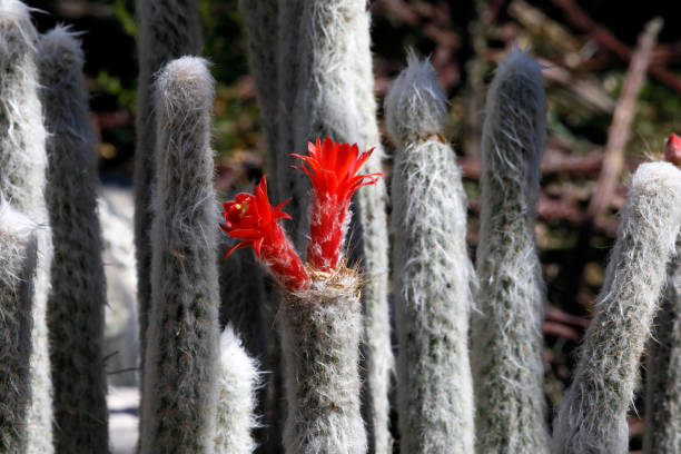 Cephalocereus senilis2