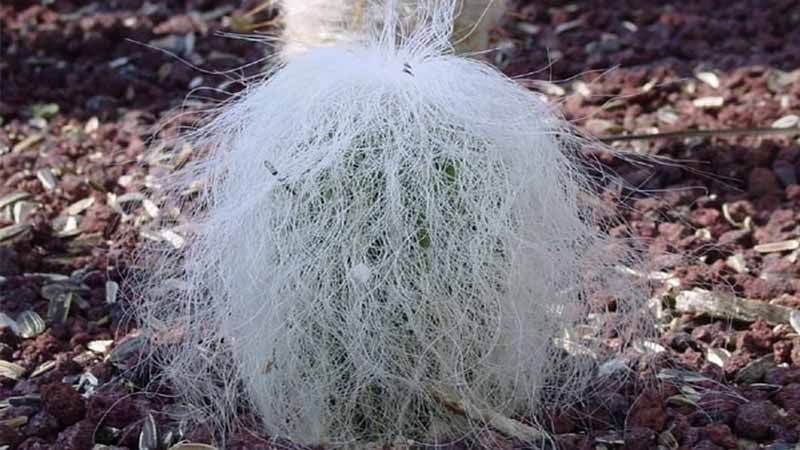 Cephalocereus senilis