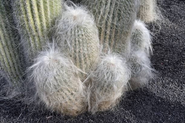 Cephalocereus senilis