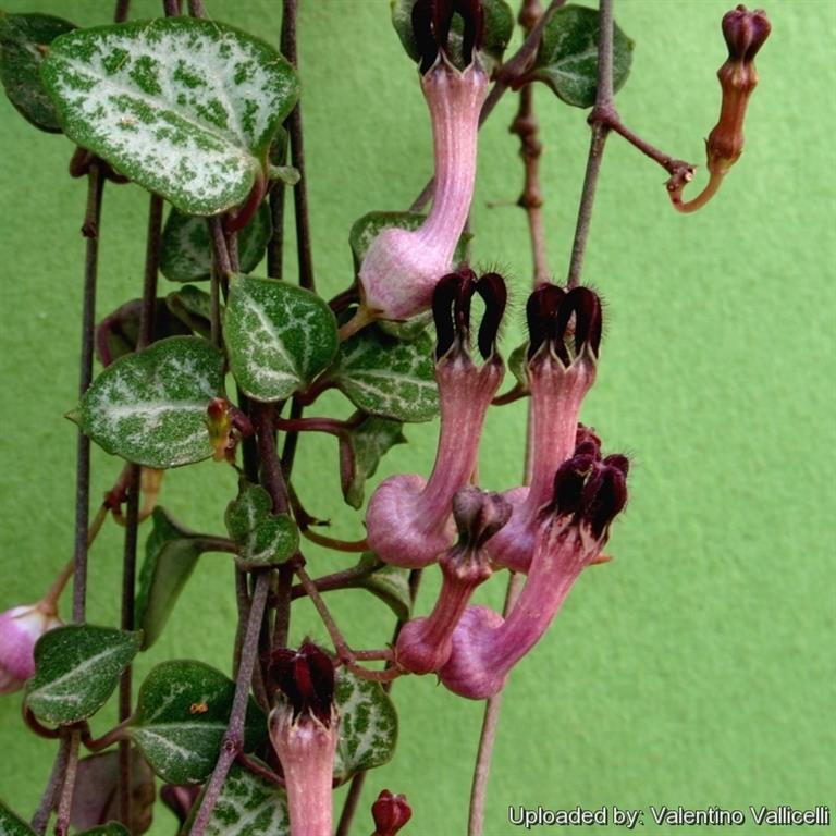 Como plantar a suculenta pendente Corações-emaranhados (Ceropegia woodii) -  PlantaSonya - O seu blog sobre cultivo de plantas e flores