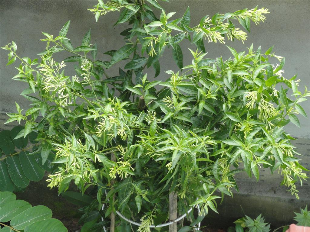 Características e cultivo do Jasmim-da-noite (Cestrum nocturnum) -  PlantaSonya - O seu blog sobre cultivo de plantas e flores