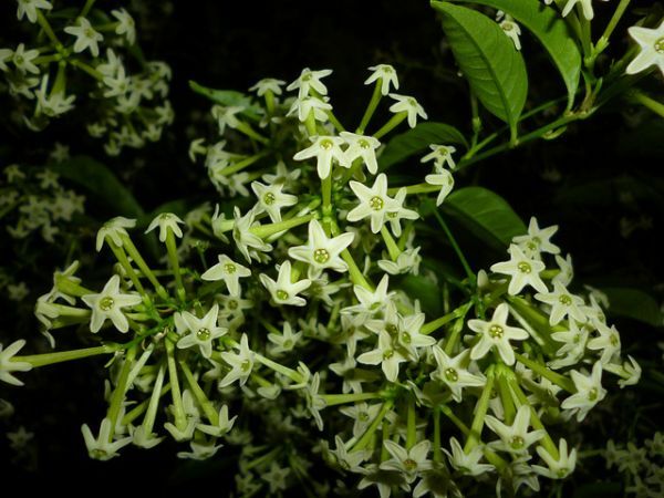 Cestrum nocturnum