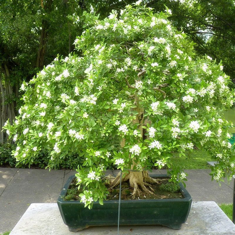 Cestrum nocturnum7
