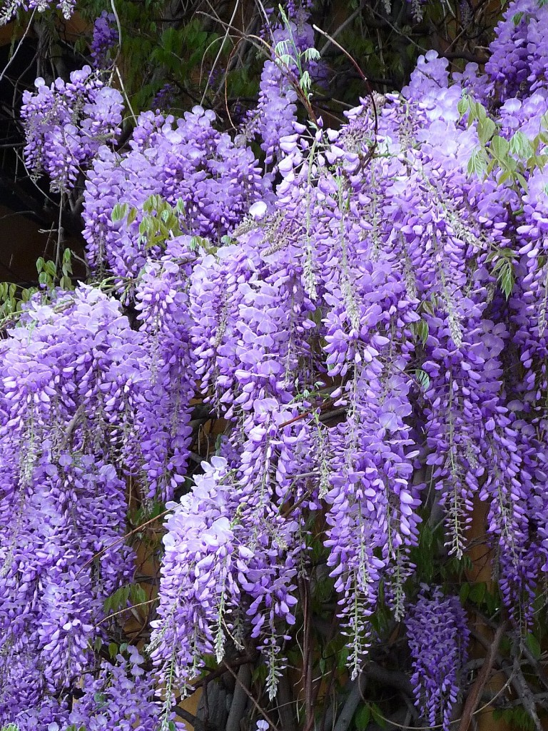 Wisteria