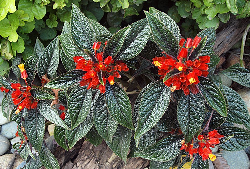 Chrysothemis pulchella