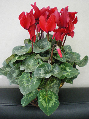 Você sabe cuidar de um Ciclame? - PlantaSonya - O seu blog sobre cultivo de  plantas e flores