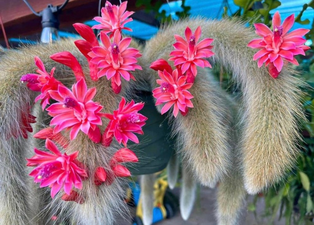 Cleistocactus colademononis