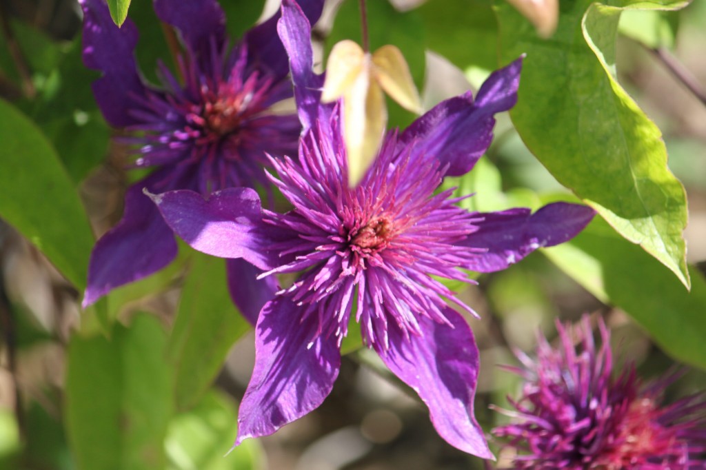 Clematis sp