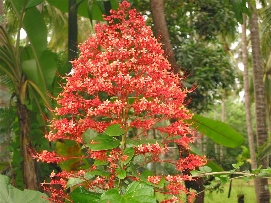 Clerodendrum-paniculatum