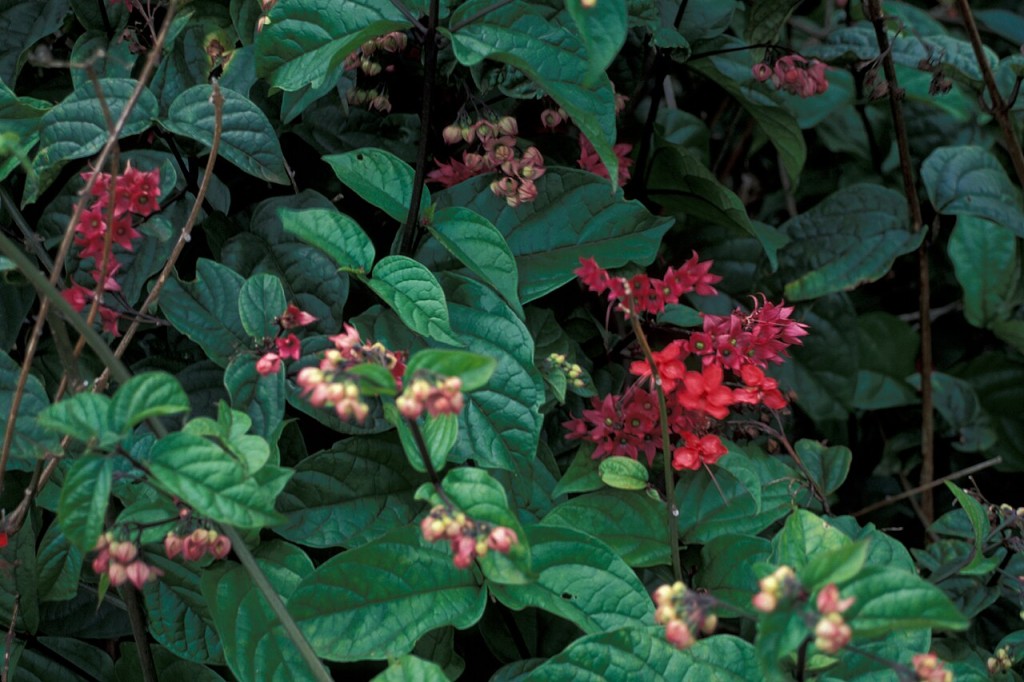 Clerodendrum splendens