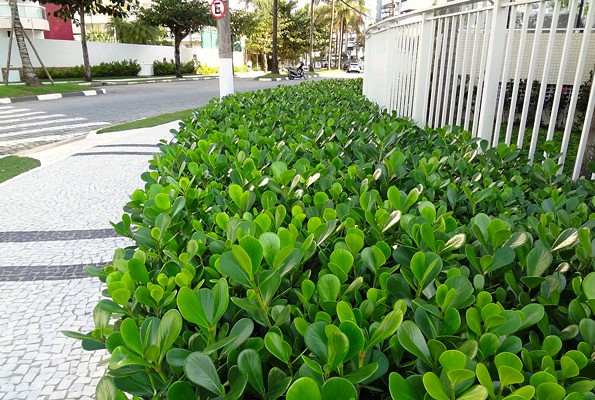 Clusia Fluminensis